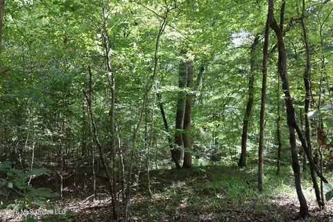 Ms-35, Carrollton, MS 38917 photo 47