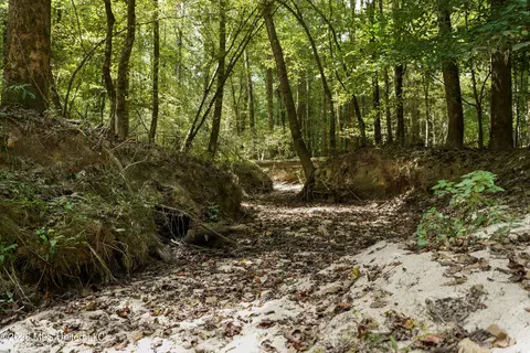 Johns Shiloh Road, Brandon, MS 39042 photo 25