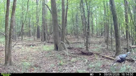 Johns Shiloh Road, Brandon, MS 39042 photo 126