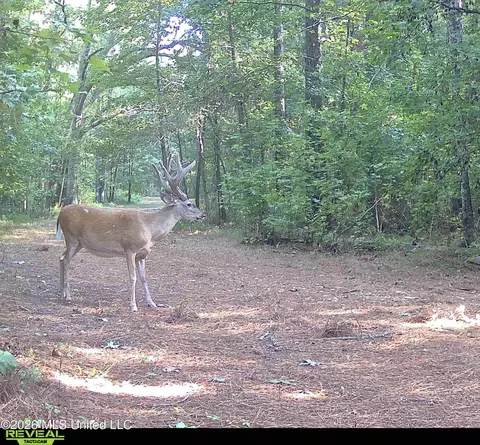 00114 Pocahontas Rd, Flora, MS 39071 photo 37
