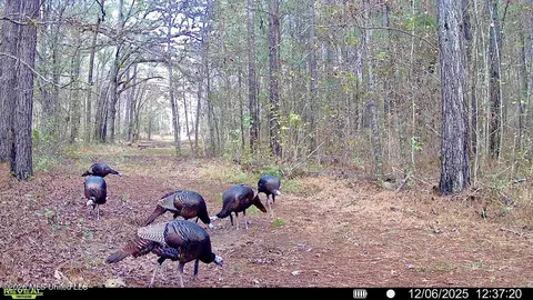 00114 Pocahontas Rd, Flora, MS 39071 photo 4