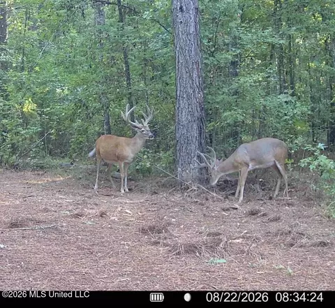 00114 Pocahontas Rd, Flora, MS 39071 photo 58
