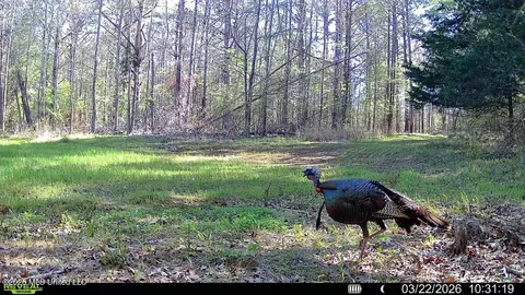 00114 Pocahontas Rd, Flora, MS 39071 photo 50