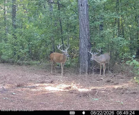 00114 Pocahontas Rd, Flora, MS 39071 photo 3
