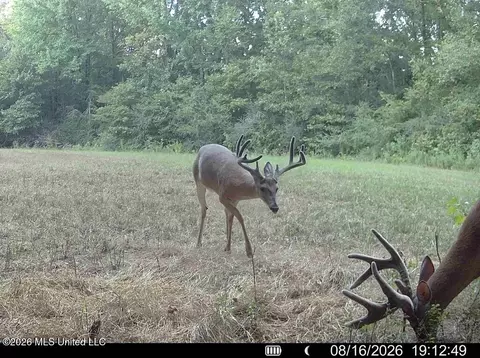 00114 Pocahontas Rd, Flora, MS 39071 photo 47