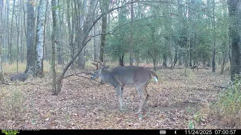 00114 Pocahontas Rd, Flora, MS 39071 photo 27