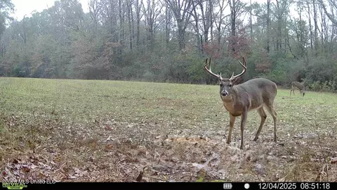 00114 Pocahontas Rd, Flora, MS 39071 photo 74