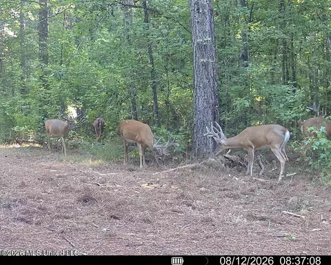 00114 Pocahontas Rd, Flora, MS 39071 photo 31