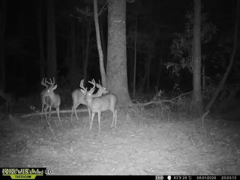 Owen Boone, Puckett, MS 39042 photo 43