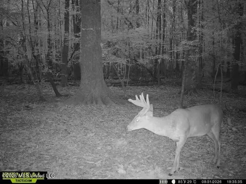 Owen Boone, Puckett, MS 39042 photo 45