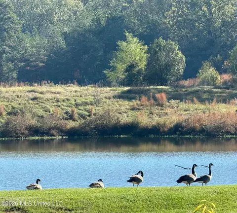 View/Area - 2865 Seven Springs Rd, Raymond, MS 39154 photo 19 of 20