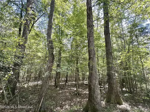 4 Clara Foote Rd, Braxton, MS 39044 photo 16