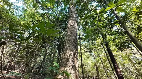 Cephas Smith Lane, Jayess, MS 39641 photo 26