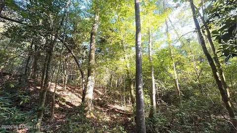 Cephas Smith Lane, Jayess, MS 39641 photo 13