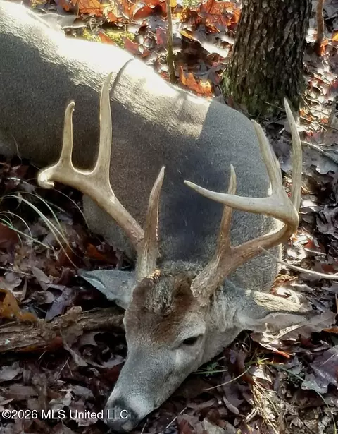 Other - 938 Davis Crossing Rd, Canton, MS 39046 photo 16 of 17