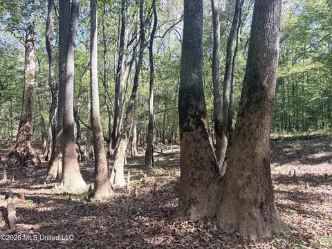 Highway 407, Kilmichael, MS 39747 photo 23