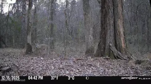 Swamp Road, Carthage, MS 39051 photo 4