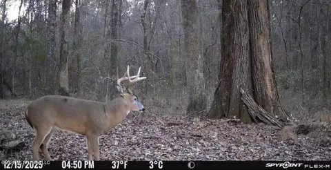 Swamp Road, Carthage, MS 39051 photo 6