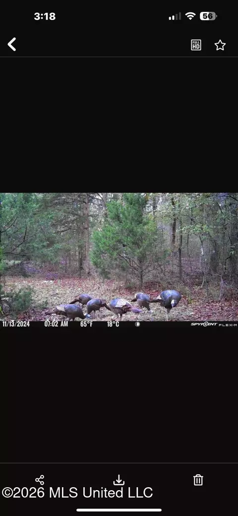 Swamp Road, Carthage, MS 39051 photo 9
