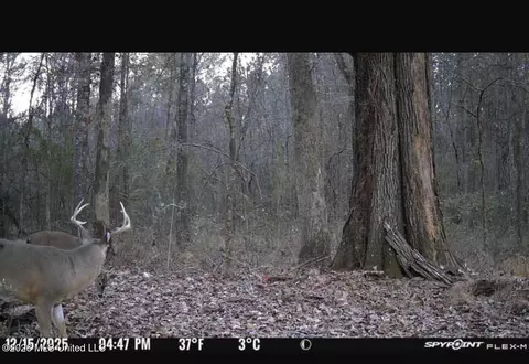 Swamp Road, Carthage, MS 39051 photo 7