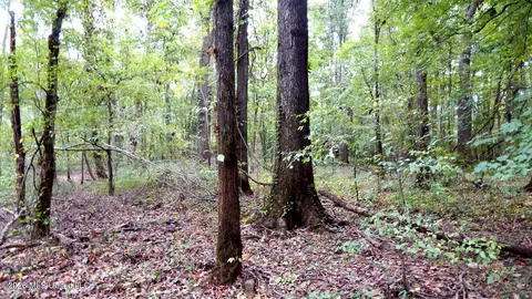 180 County Road 611 Country Rd, Walnut, MS 38683 photo 22