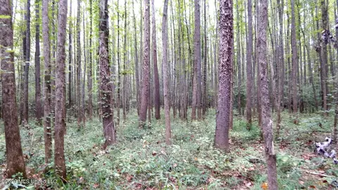 180 County Road 611 Country Rd, Walnut, MS 38683 photo 5