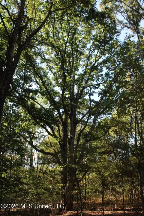 2 Horn Lake Rd, Nesbit, MS 38651 photo 33