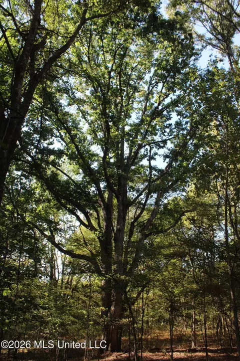 3 Horn Lake Rd, Nesbit, MS 38651 photo 51