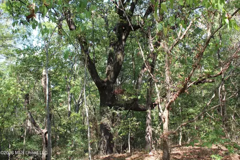 5 Star Landing Rd, Nesbit, MS 38651 photo 31