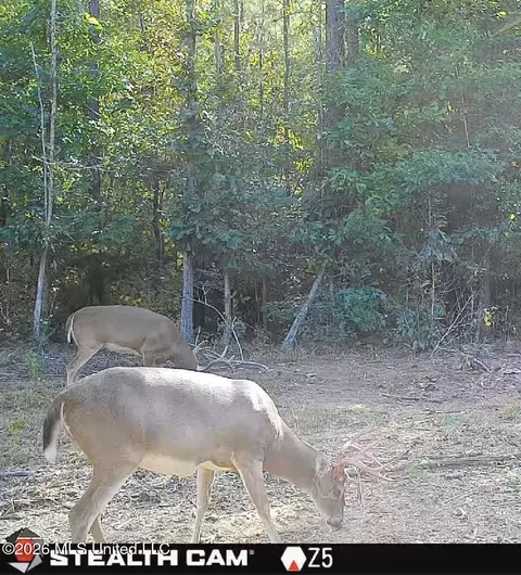 Bluff Springs Road, Ackerman, MS 39735 photo 37