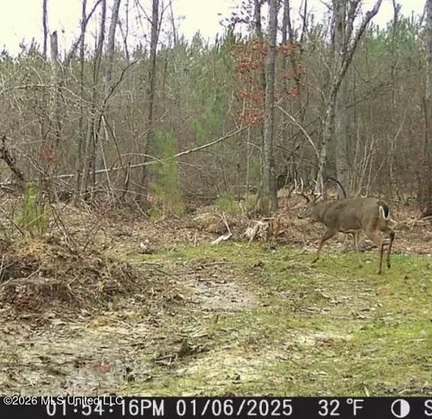 Bluff Springs Road, Ackerman, MS 39735 photo 48