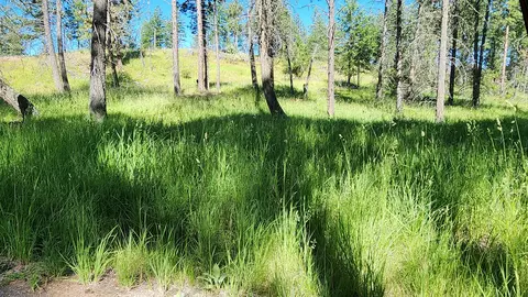 486 Hogue Dr, Bigfork, MT 59911 photo 8