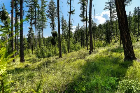 205 Trading Post Trl, Bigfork, MT 59911 photo 30