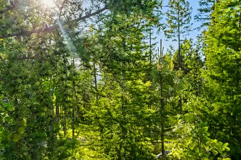 62 Trails End Ct, Bigfork, MT 59911 photo 27