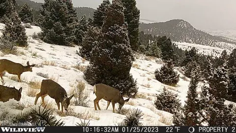 lot74 Pony Express Trl, Ramsay, MT 59748