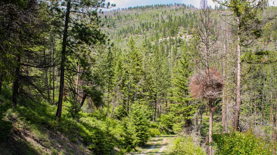  Nhn Swamp Creek Hunting Ranch, Plains, MT 59859 photo 17