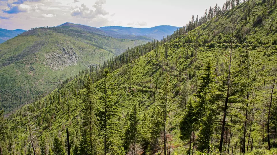  Nhn Swamp Creek Hunting Ranch, Plains, MT 59859 photo 4