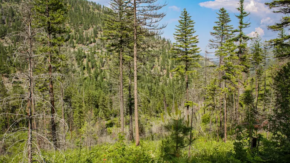  Nhn Swamp Creek Hunting Ranch, Plains, MT 59859 photo 15