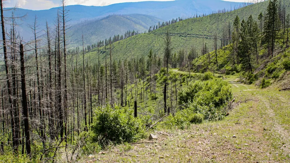  Nhn Swamp Creek Hunting Ranch, Plains, MT 59859 photo 8