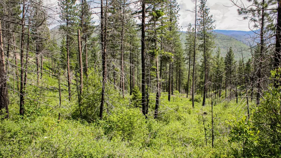  Nhn Swamp Creek Hunting Ranch, Plains, MT 59859 photo 19