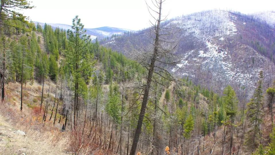  Nhn Swamp Creek Hunting Ranch, Plains, MT 59859 photo 11