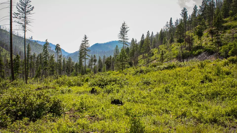  Nhn Swamp Creek Hunting Ranch, Plains, MT 59859 photo 6