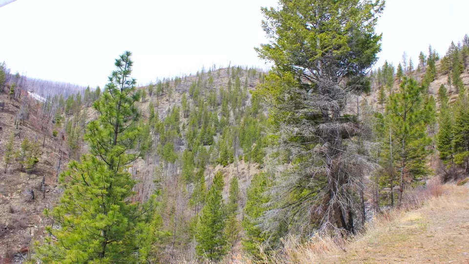  Nhn Swamp Creek Hunting Ranch, Plains, MT 59859 photo 14