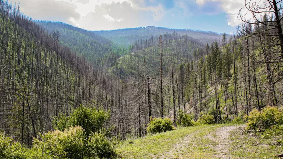 Nhn Swamp Creek Hunting Ranch, Plains, MT 59859 photo 10