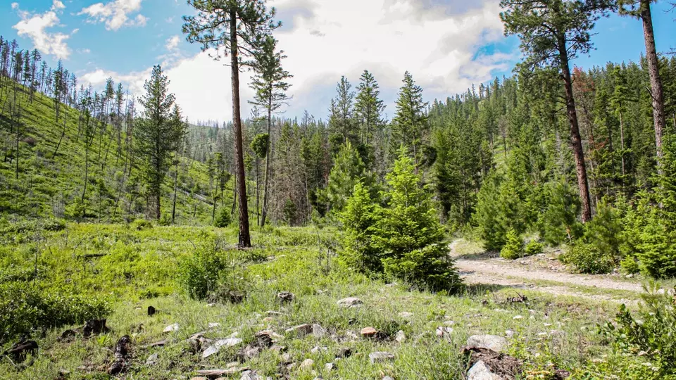  Nhn Swamp Creek Hunting Ranch, Plains, MT 59859 photo 5