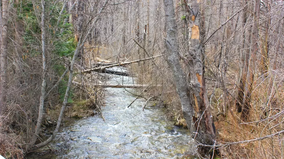  Nhn Swamp Creek Hunting Ranch, Plains, MT 59859 photo 2