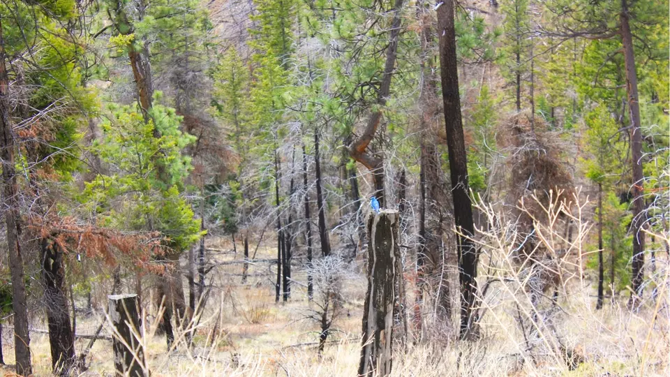  Nhn Swamp Creek Hunting Ranch, Plains, MT 59859 photo 13
