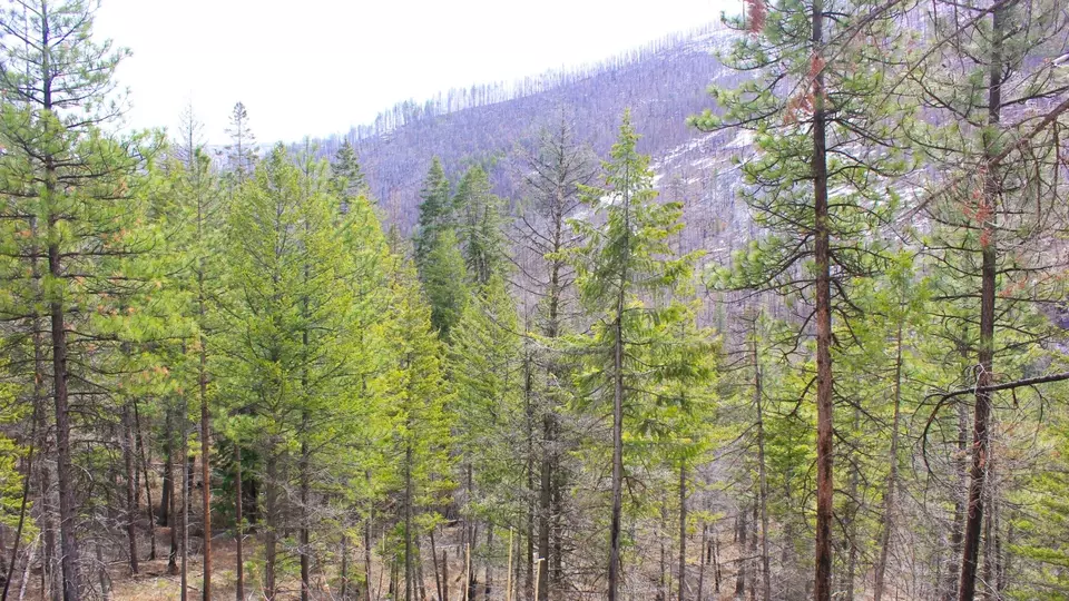  Nhn Swamp Creek Hunting Ranch, Plains, MT 59859 photo 16