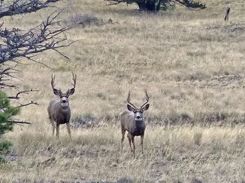 Nhn Outer Loop Road, Cascade, MT 59421 photo 34