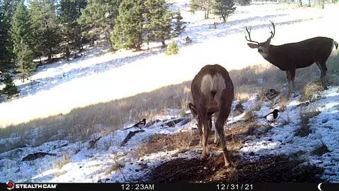 Nhn Outer Loop Road, Cascade, MT 59421 photo 31